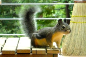 DSC01952 He was fwuffy.