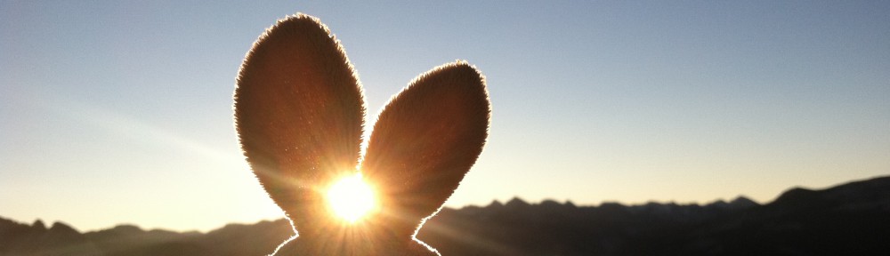 The Bunny Adventures