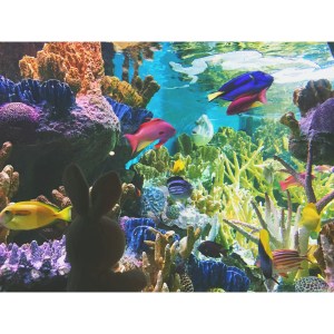 Spent a morning at the New England Aquarium. Nemo was nowhere to be found.