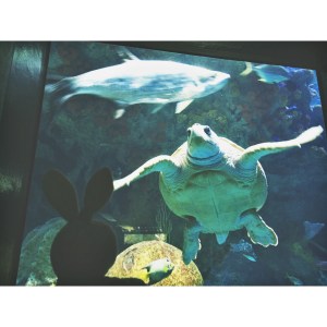 This is Fin. Fin is 45 years old! He eats lots of lettuce all day long, but his favorite food - brussel sprouts!